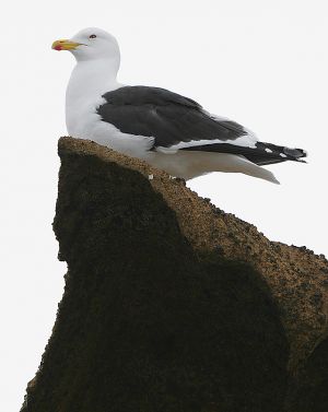 Nesting gull.jpg